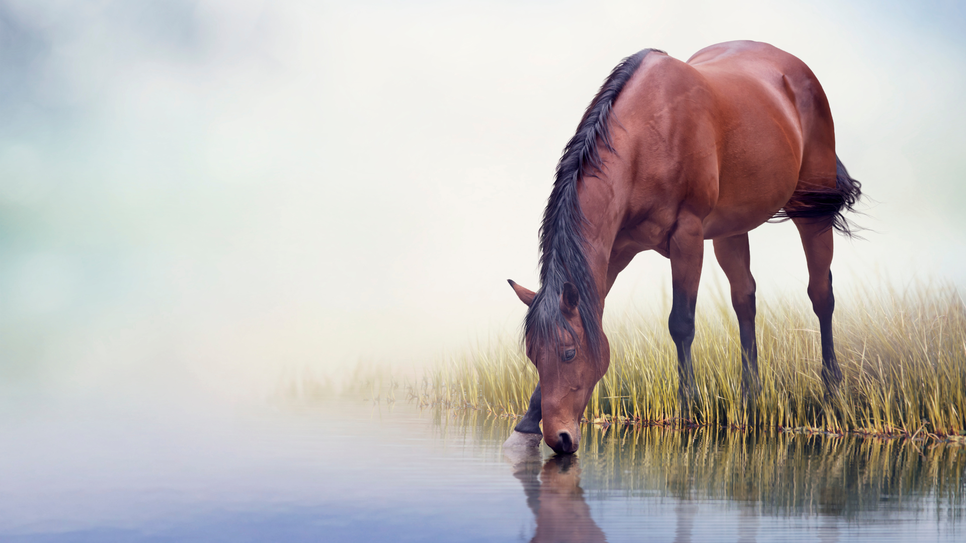 How Long Can a Horse Go Without Water?