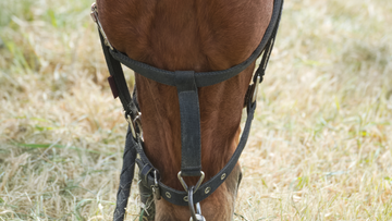 Swollen Lymph Nodes in Horses: What is Cause for Concern?