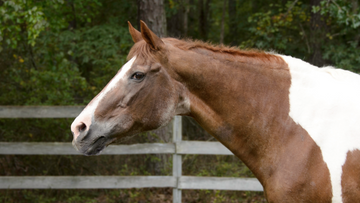 How to Treat Arthritis in Horses Naturally: A Holistic Approach