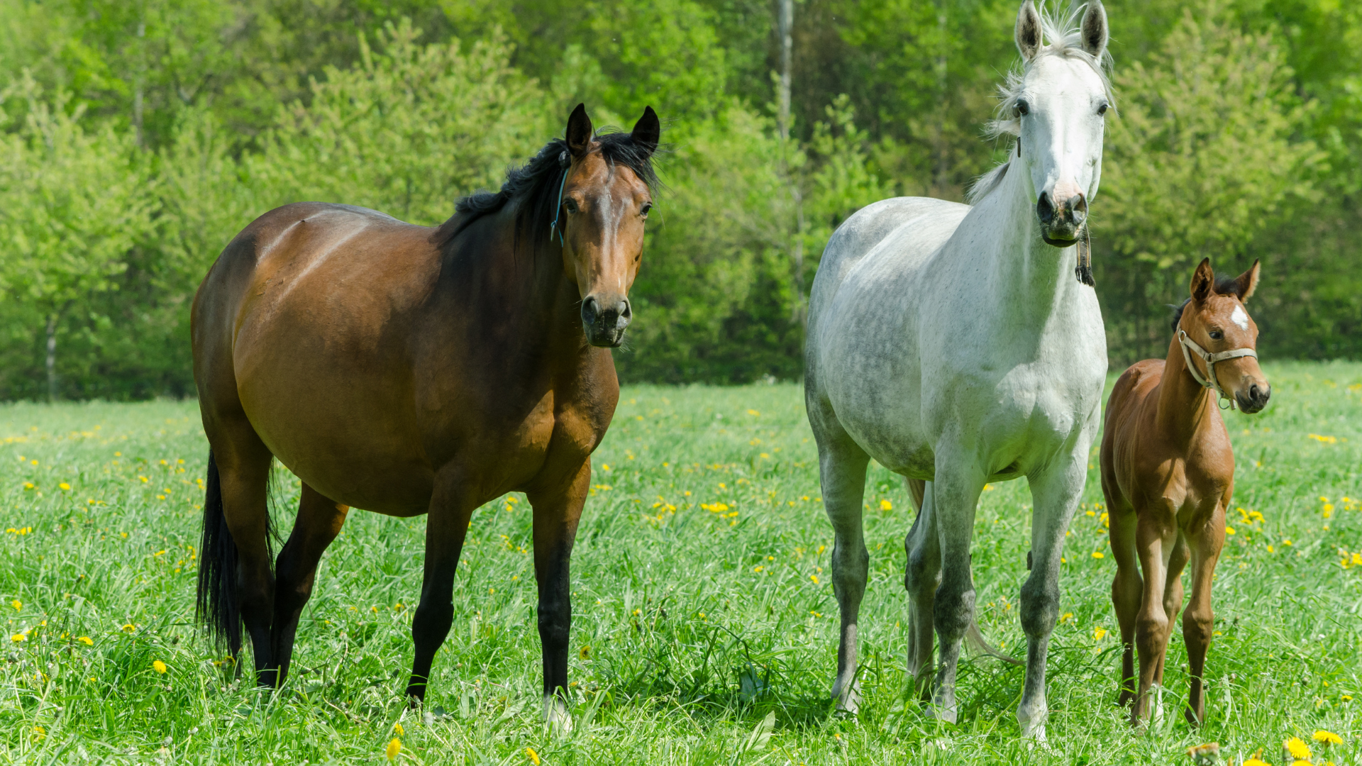 Horse Pregnancy Gestation Timeline And Essential Mare Care Guidelines horse-pregnancy-gestation-timeline-and-essential-mare-care-guidelines