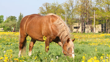 All You Need to Know About Equine Insulin Resistance: Is My Horse Diabetic?