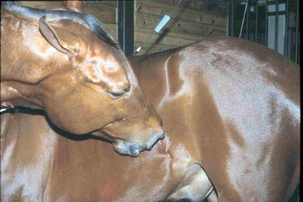 equine ulcers horse ulcer sour stomach colic