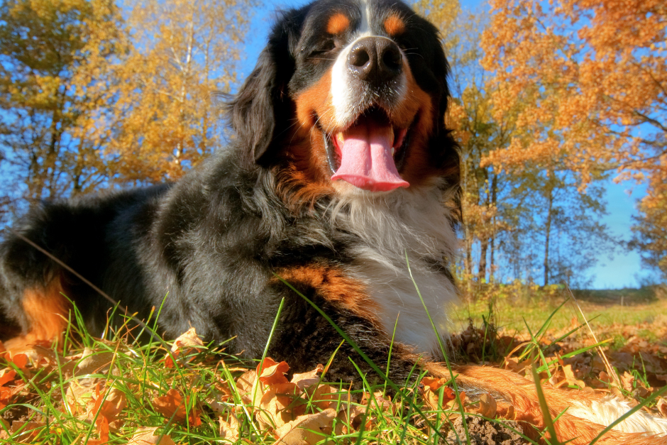 Dogs 101 shops bernese mountain dog