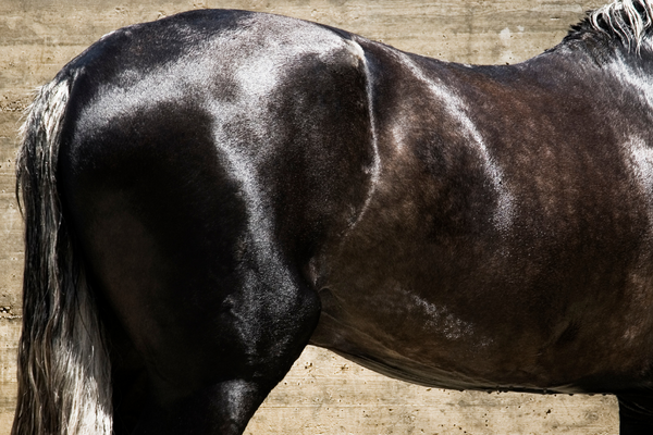 How to Make Your Horse's Coat Shine [Nutrition & Grooming Guide