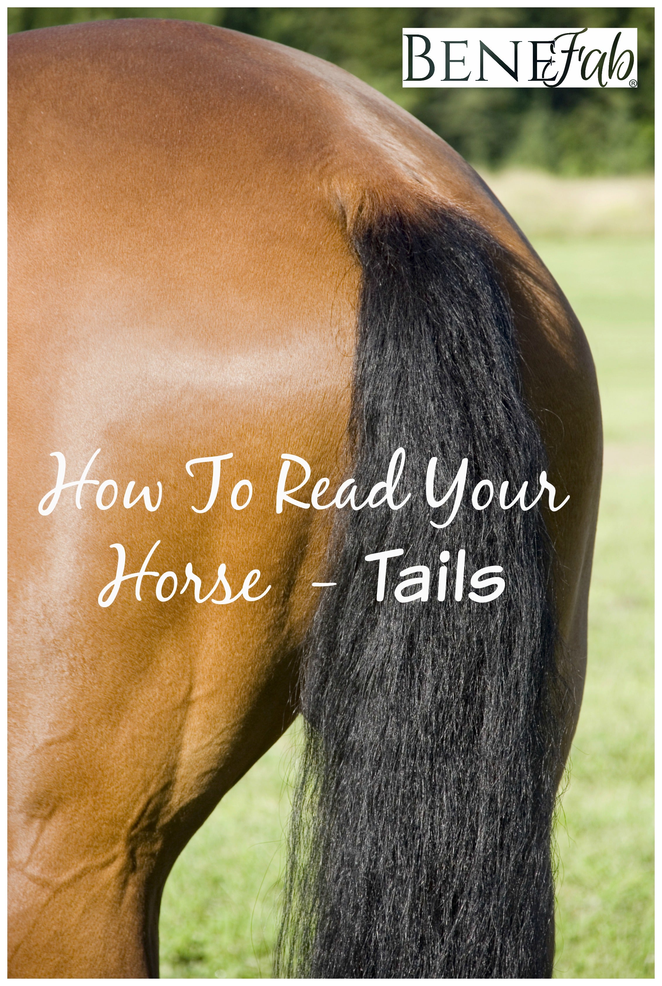 Horses Tail Horses Tail