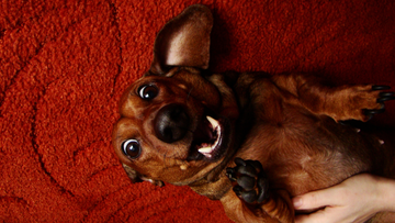 Why Your Dog Keeps Sneezing (and Easy Home Remedies That Help)