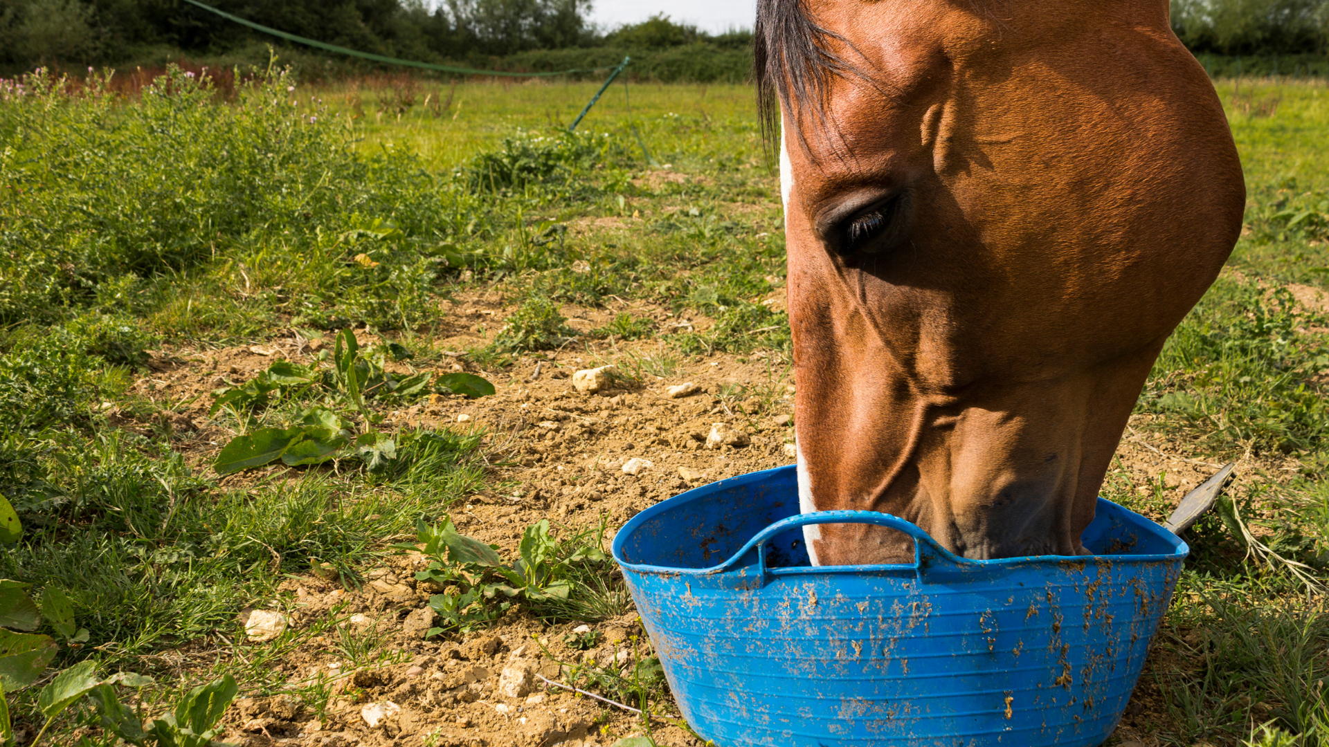 The Benefits of Beet Pulp for Horses