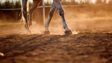 Understanding and Managing Coronet Band Abscesses in Horses