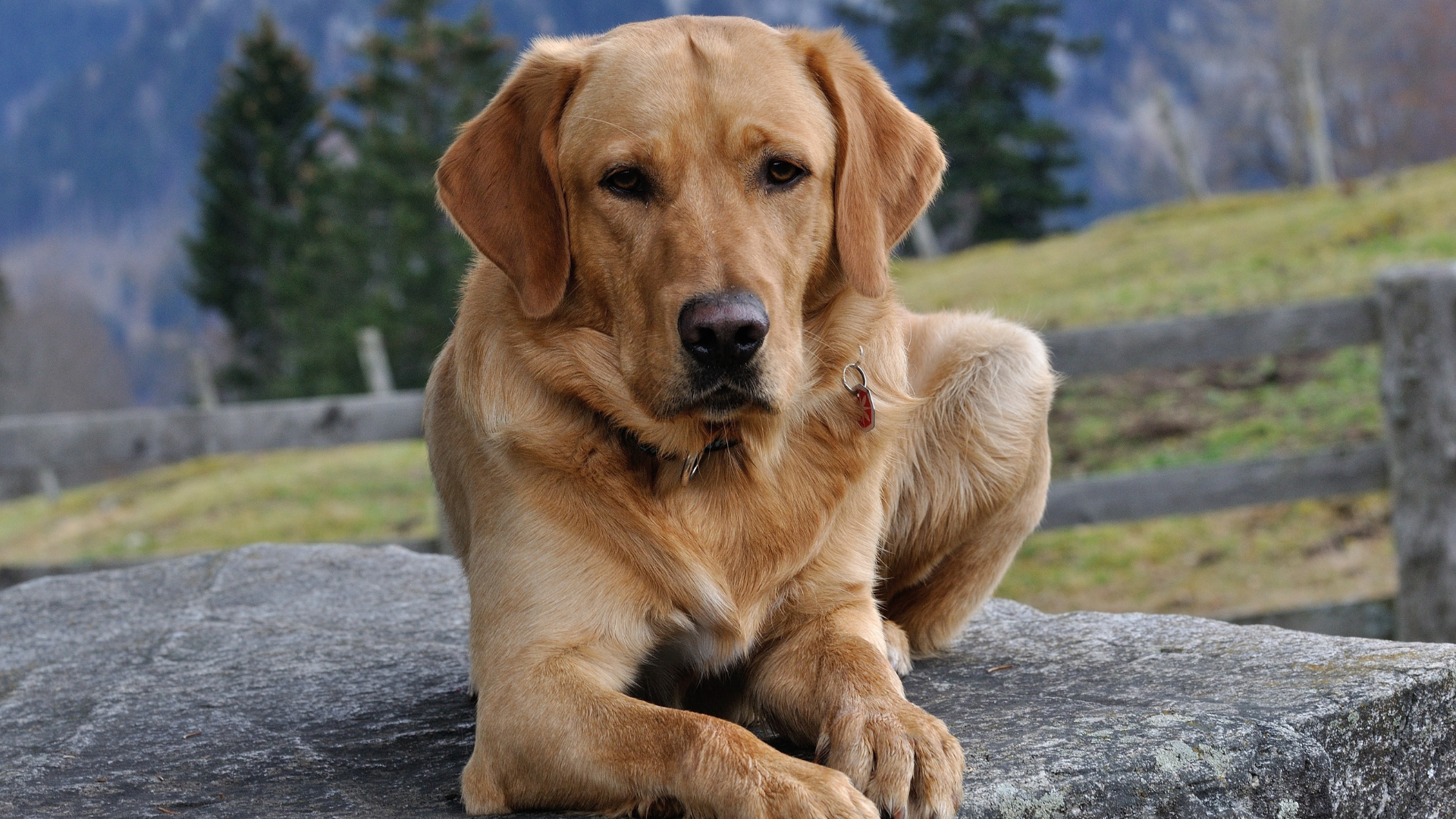 Spine Problems in Dogs