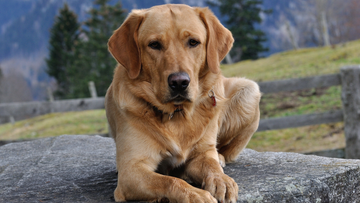 Spine Problems in Dogs