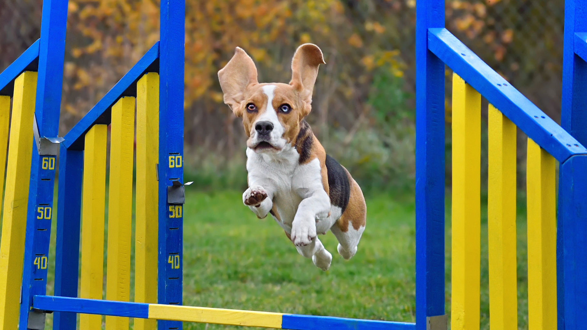 Mastering Canine Agility: A Step-by-Step Guide