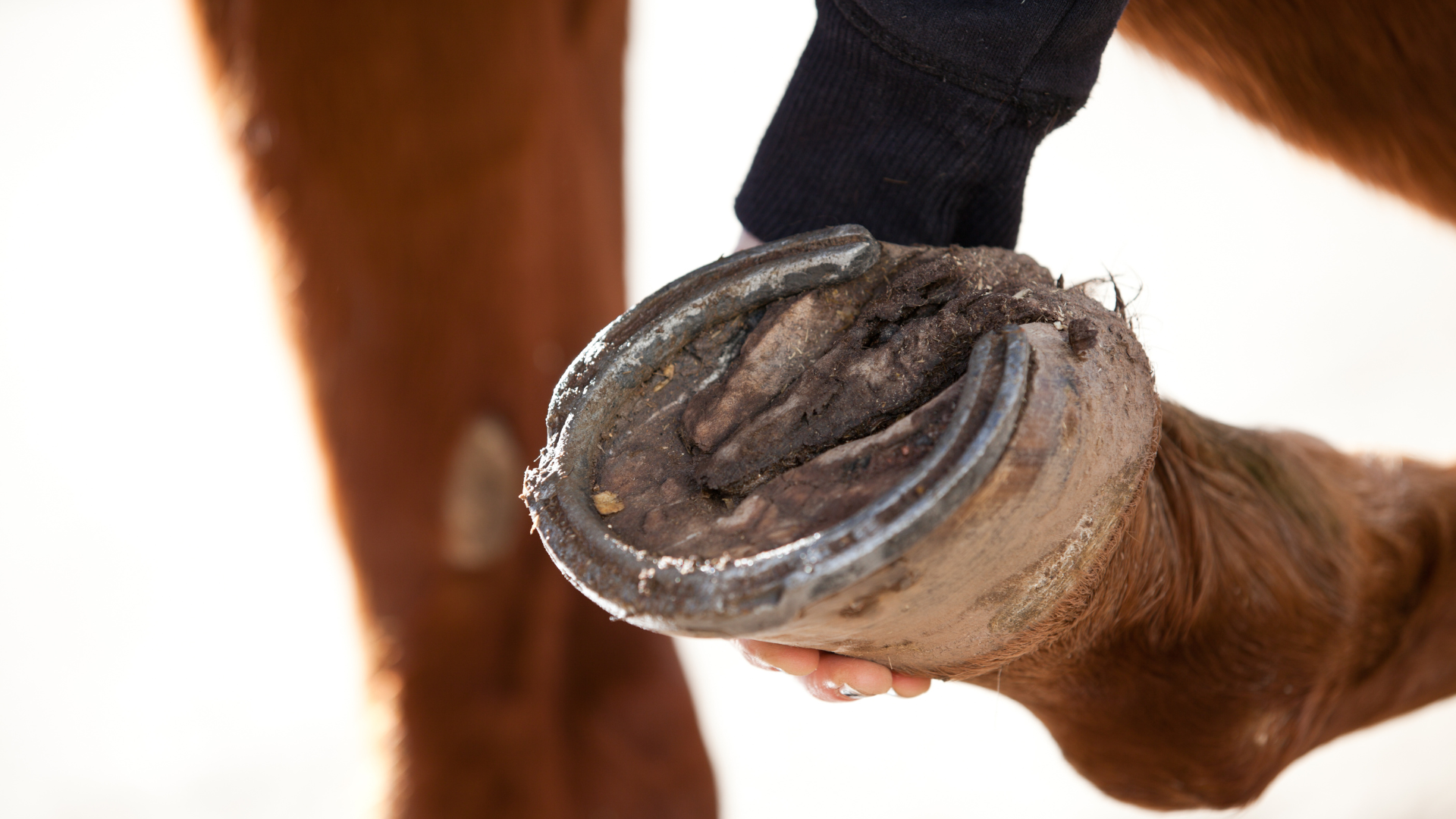 Preventing & Treating Thrush in Horses