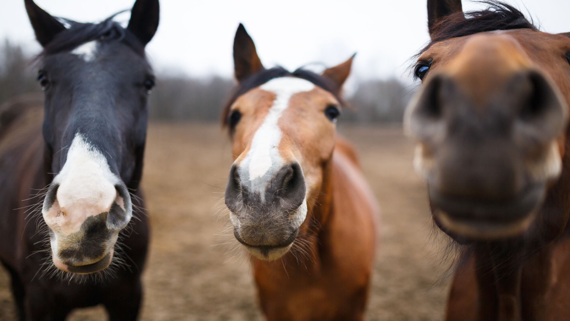 Equine Nutrition 101: Essential Strategies for Optimal Horse Health