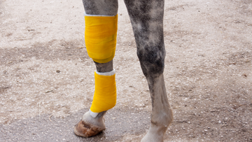 Horse Broken Legs: Do They Always Have to be Euthanized?