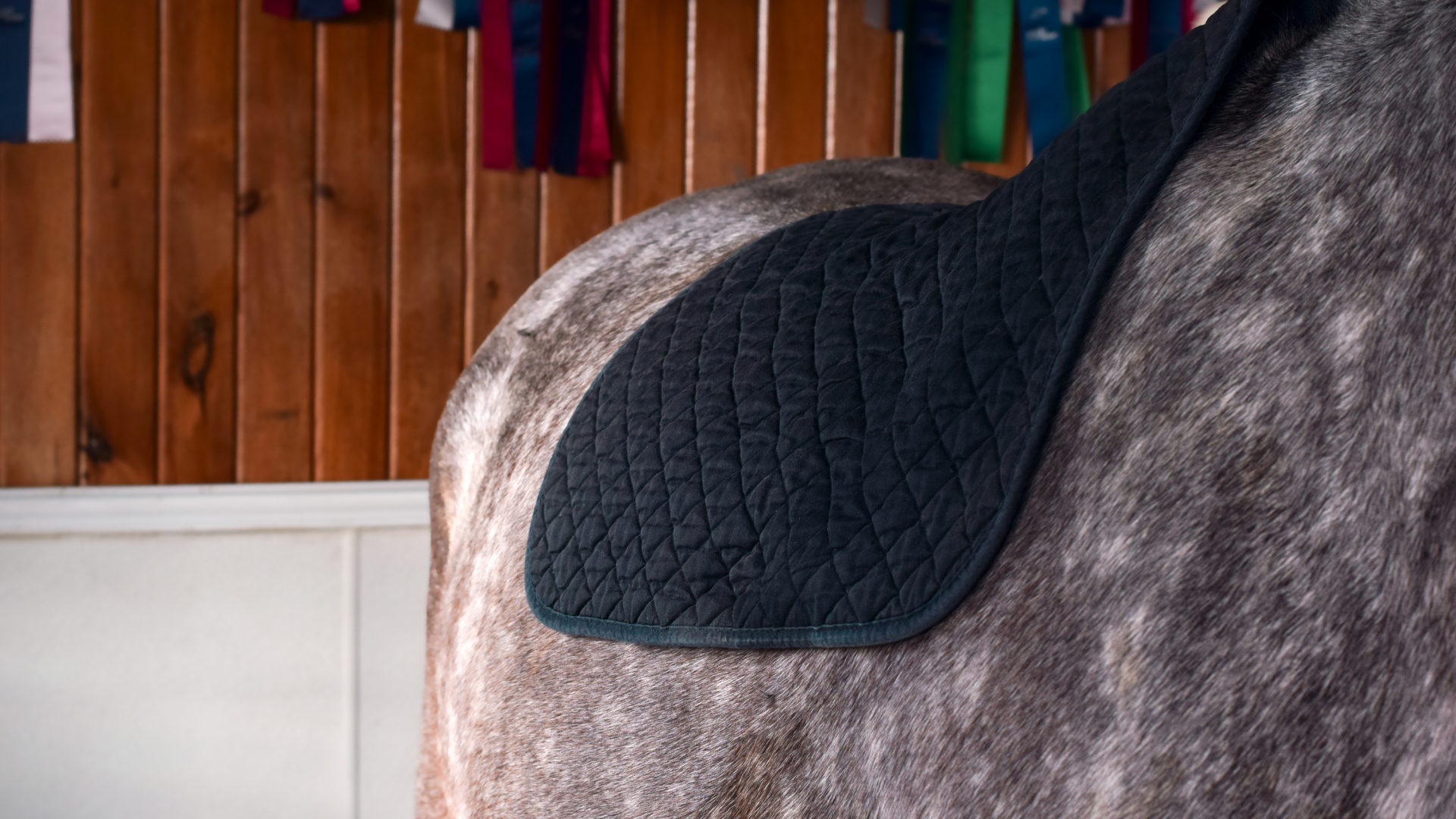 What is a Cold Back Horse?