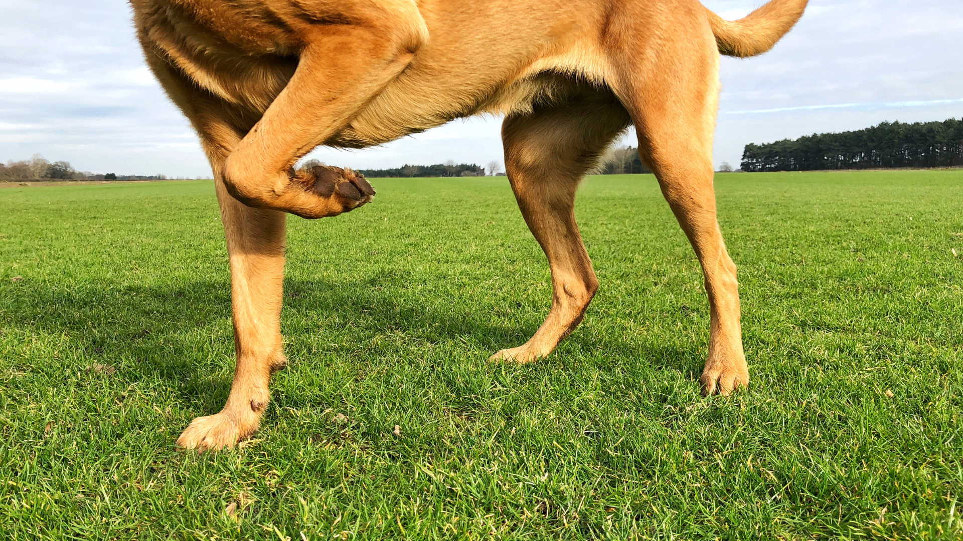 Soft Tissue Injury in Dogs: Diagnosis & Recovery