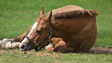 Do (Healthy) Horses Lay on Their Side?