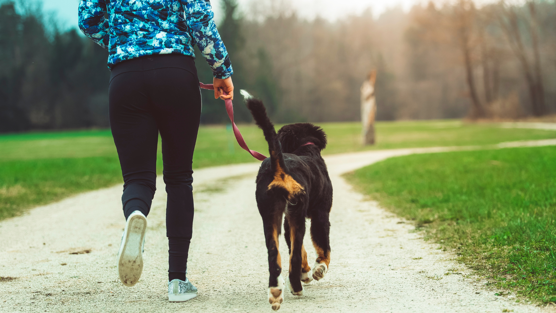 Natural Remedies for Canine UTIs