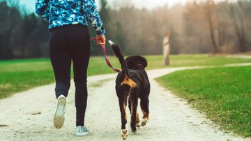 Natural Remedies for Canine UTIs