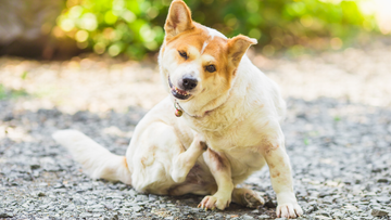Canine Allergies: Causes, Signs, and Relief for Your Dog
