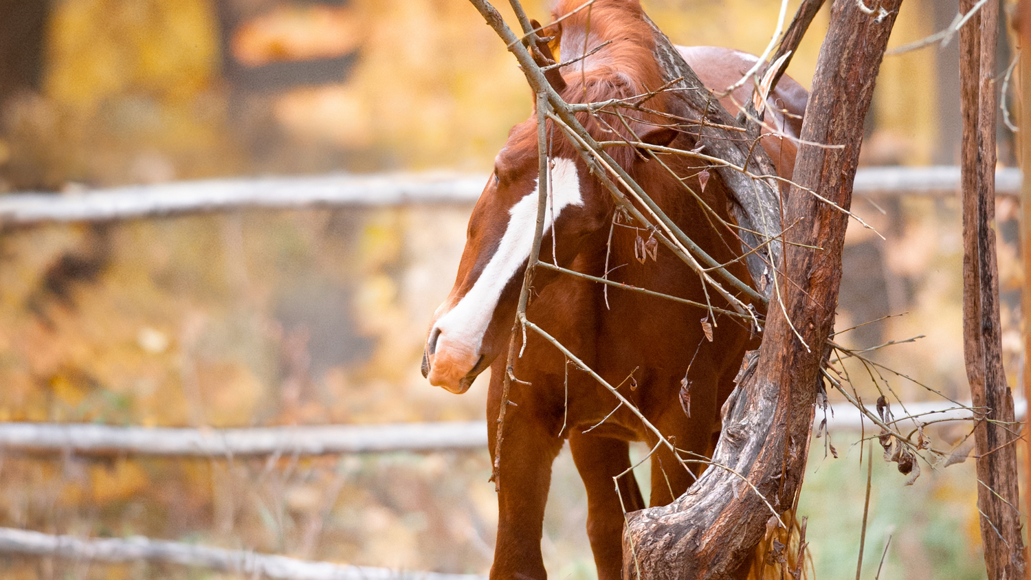 Hives in Horses Causes, Symptoms, and Treatment