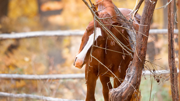 Hives in Horses: Causes, Symptoms, and Treatment