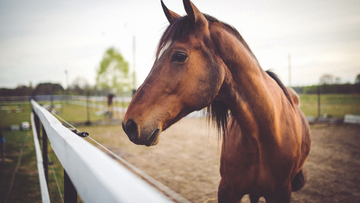 Choking in Horses: What to Watch For & How to Help