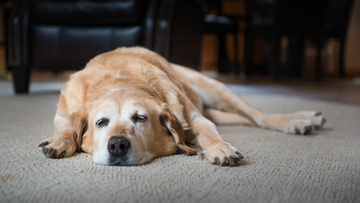 What Dog Owners Need to Know About the Most Aggressive Dog Cancer