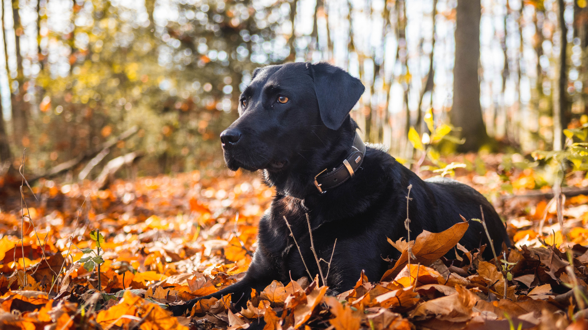 An Owner’s Guide to Lyme Disease in Dogs