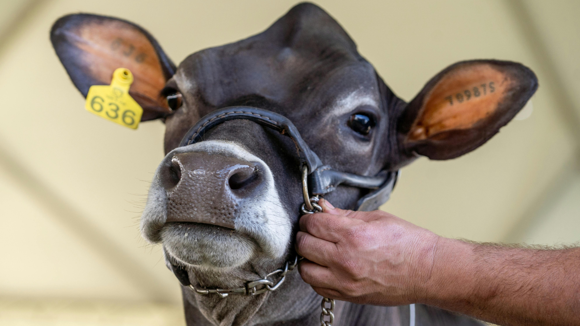 Feeding a Show Heifer