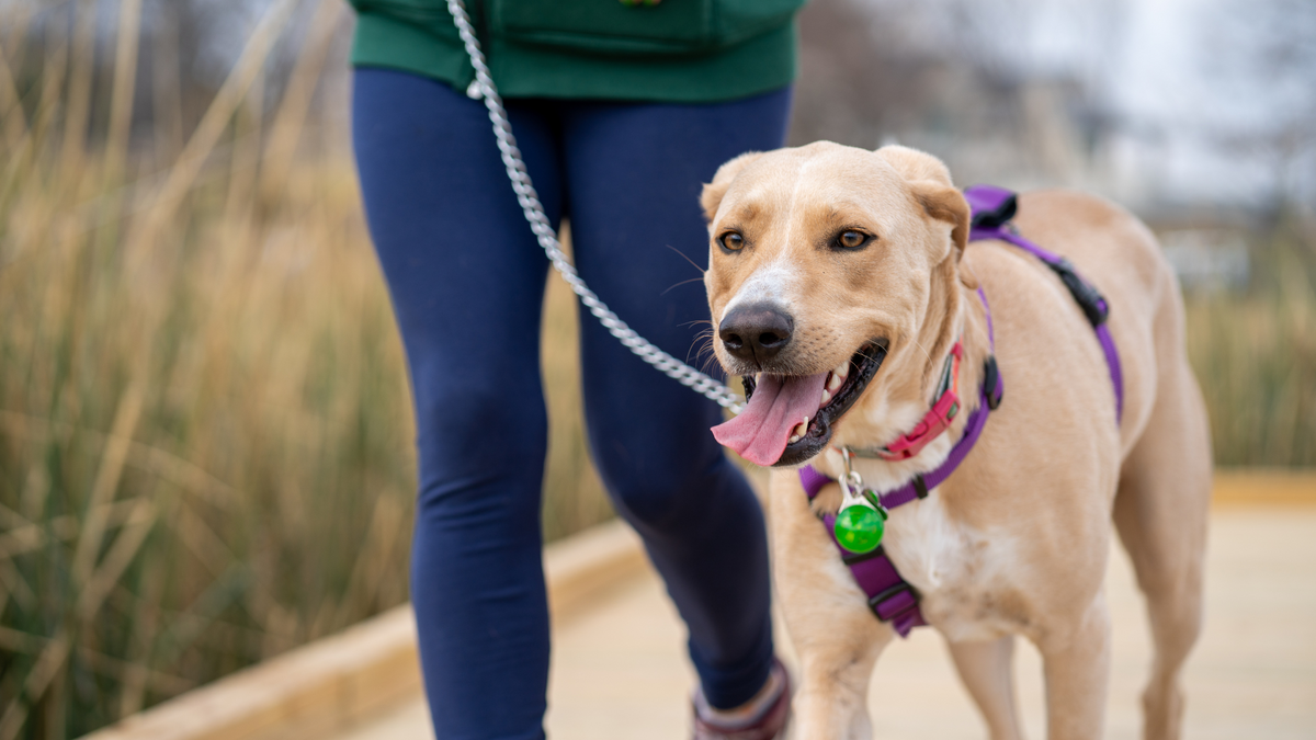 View of Why Is My Dog’s Back Leg Limping? Possible Causes