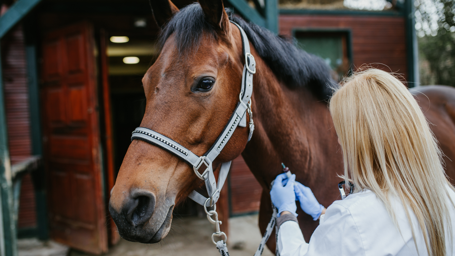 Coggins Tests: What Horse Owners Need to Know