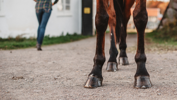 Cellulitis in Horses: Causes & Treatment
