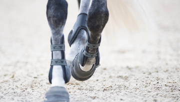 Horse Leg Protection: A Complete Guide