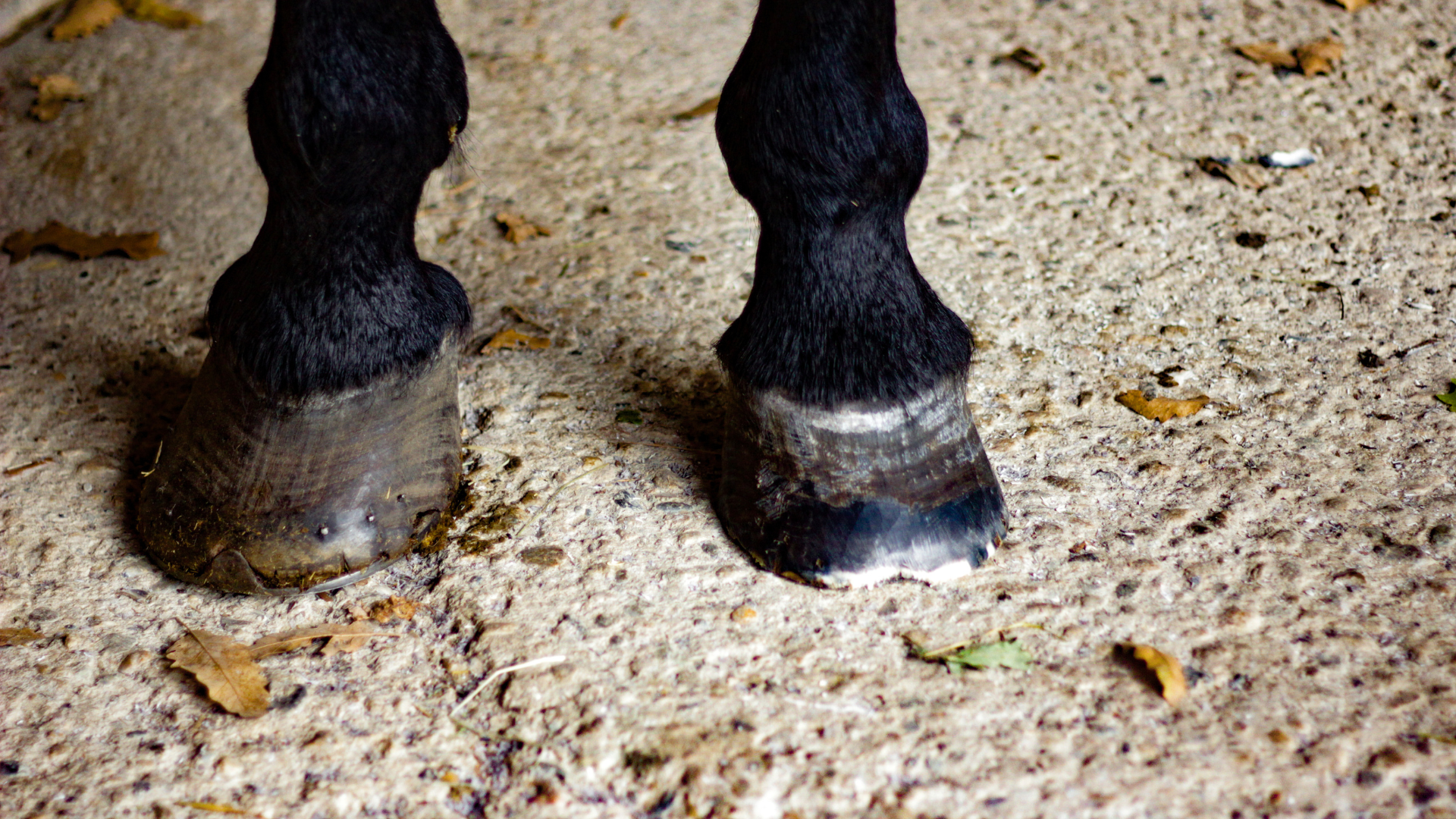 Ringbone in Horses: What You Need to Know