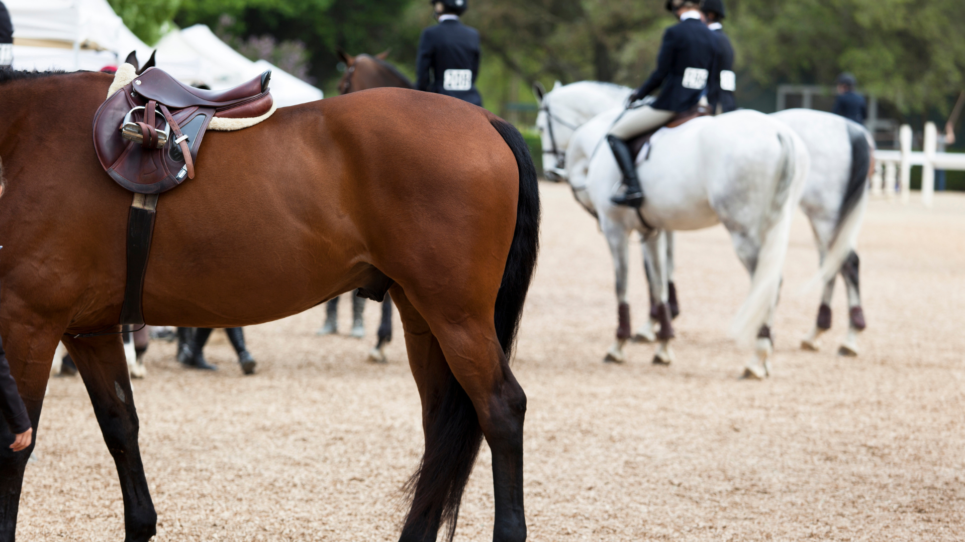 How to Support Your Horse’s Stifle Joint
