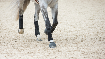 All About Suspensory Ligament Horse Injuries