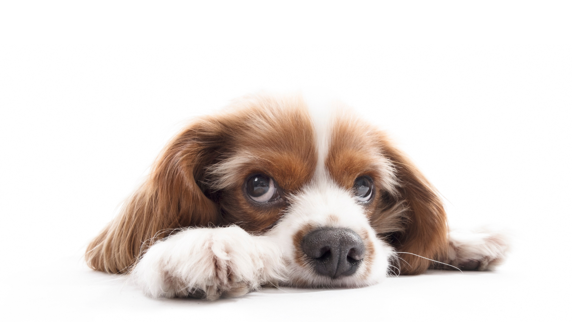 Natural Remedies for Dog Anxiety