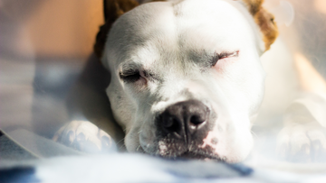 Natural Wound Care for Dogs with Essential Oils
