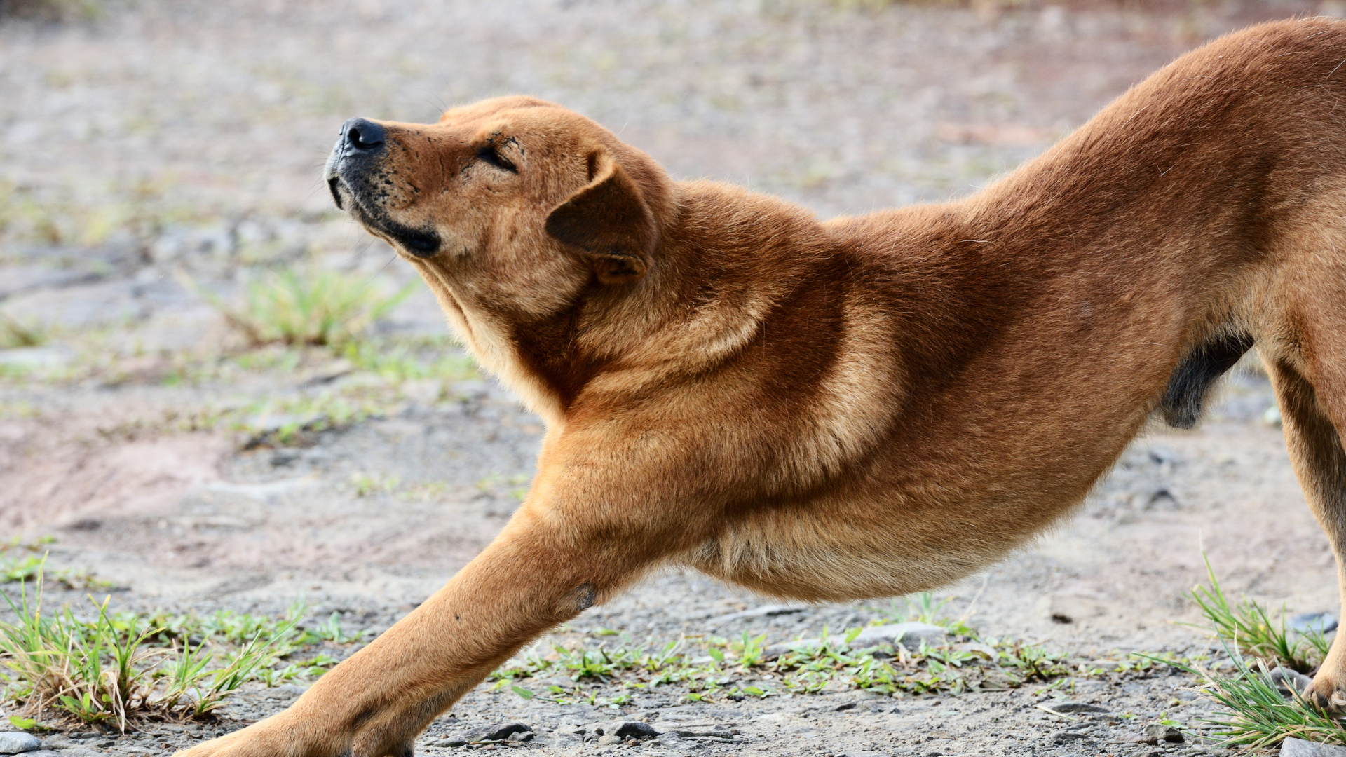 How to Stretch Your Dog + Support Their Muscles