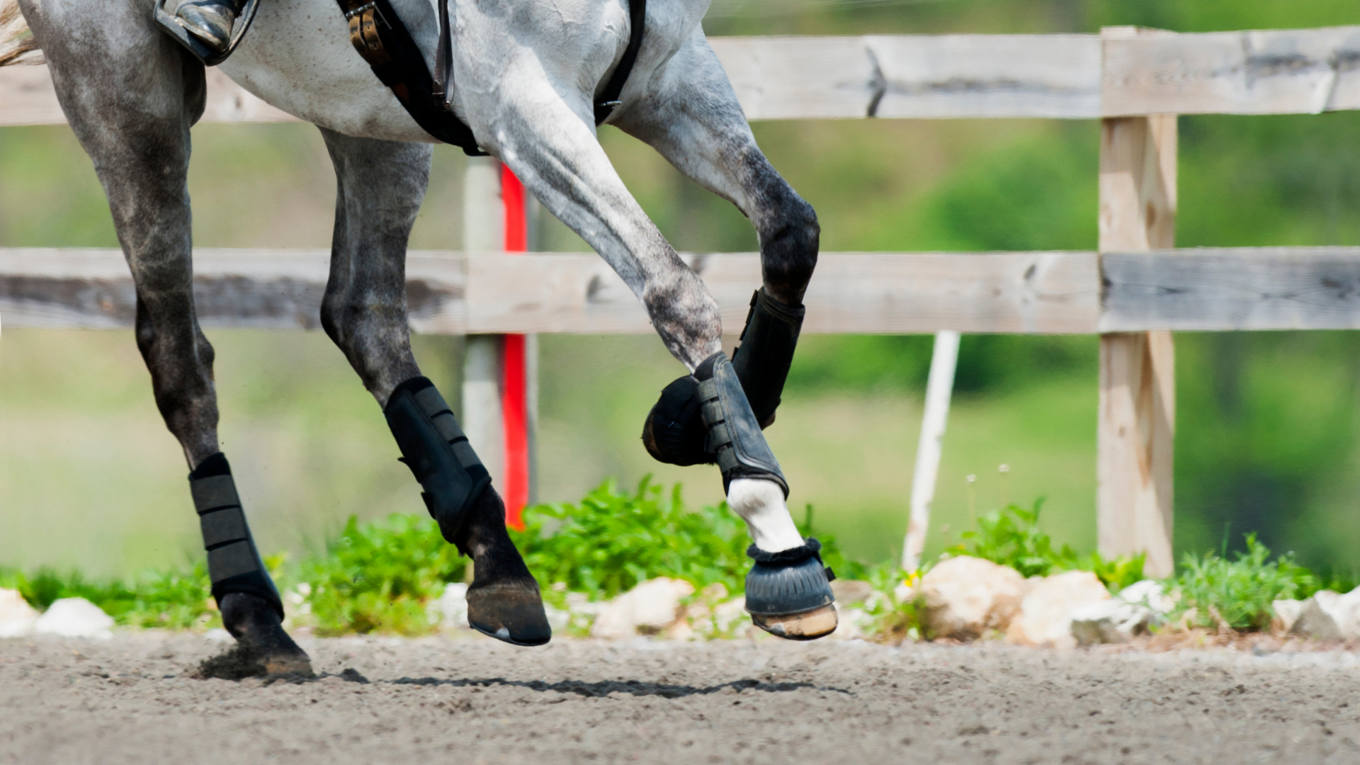 Understand and Support Your Horse’s Leg Muscles
