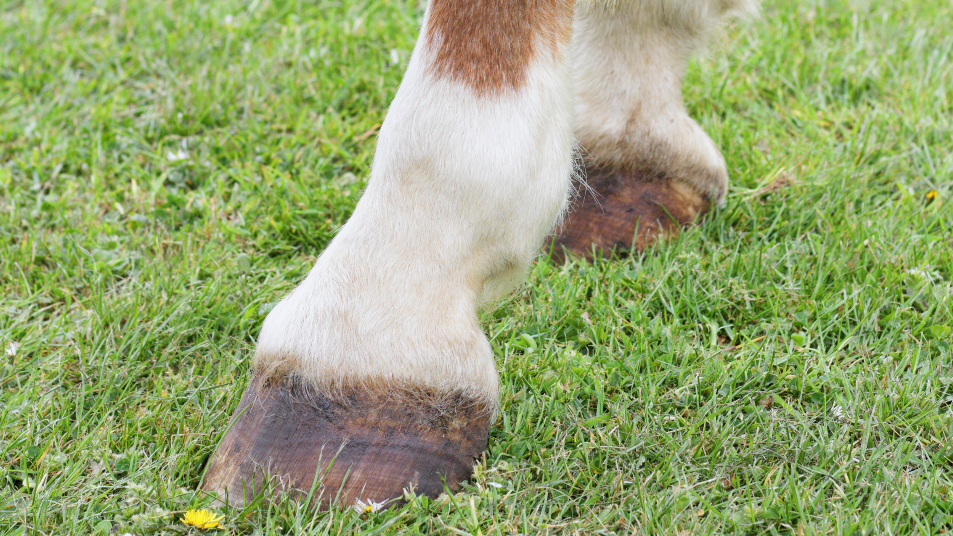 What Are Horse Pasterns?
