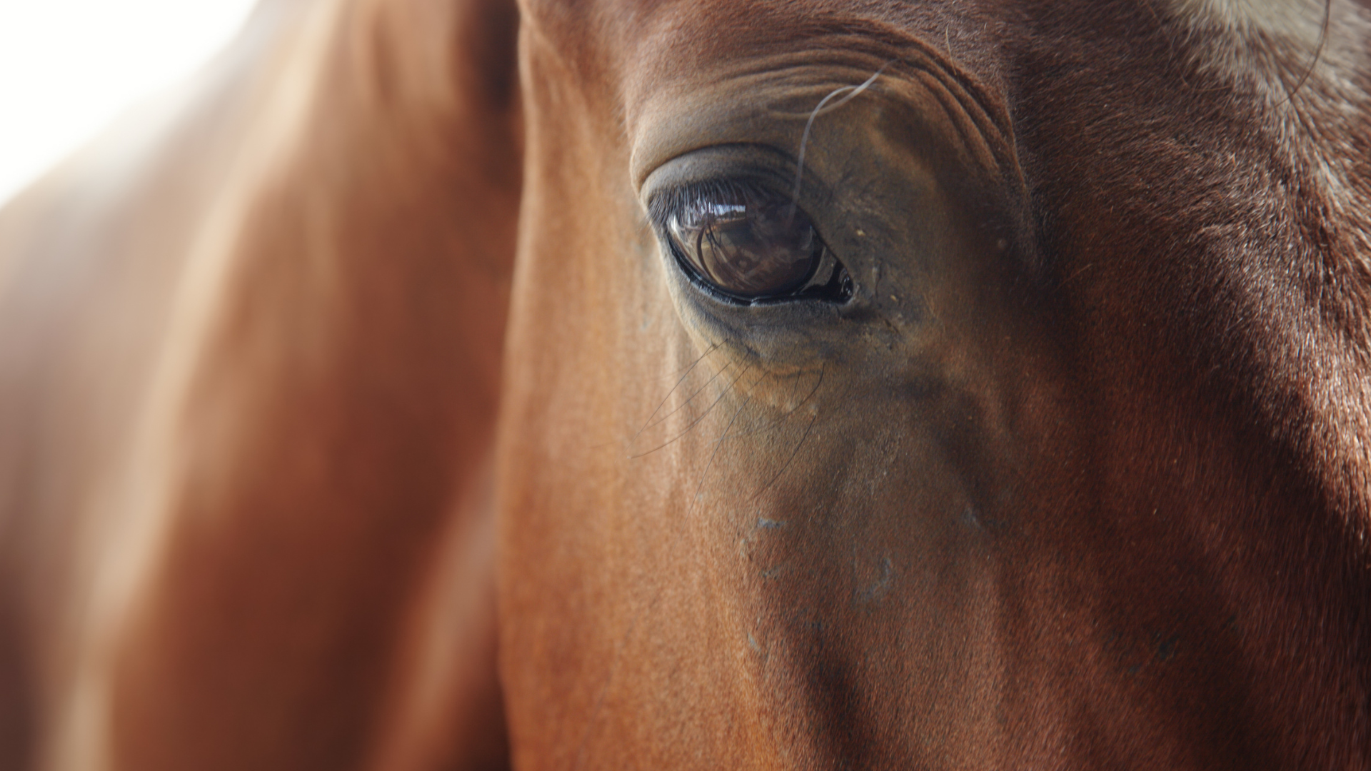 Signs of Pain in Horses & What to Do About It