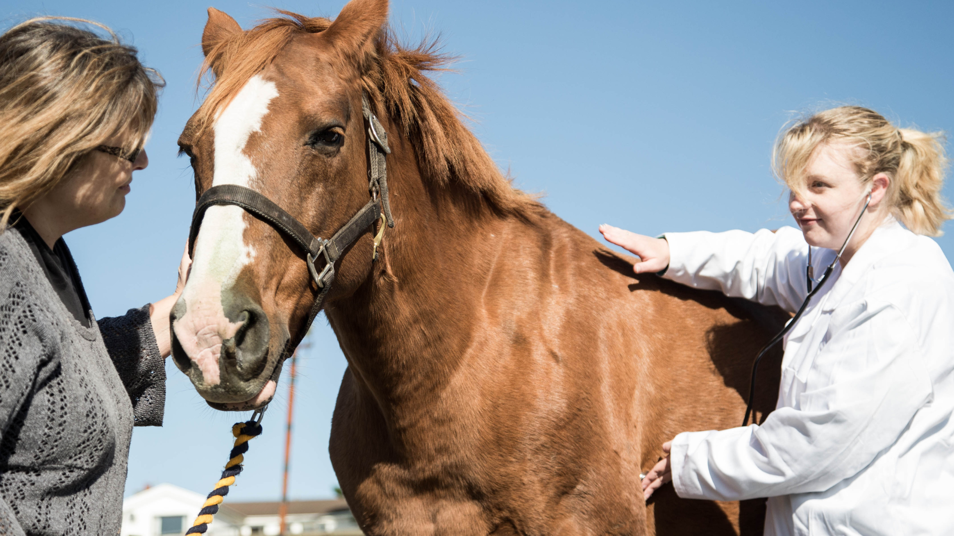 Shockwave Therapy for Horses: Benefits, Risks, and Effectiveness