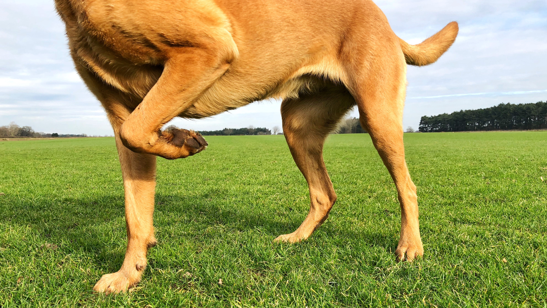 Dog Leg Injury Recovery Time: A Comprehensive Guide for Pet Owners