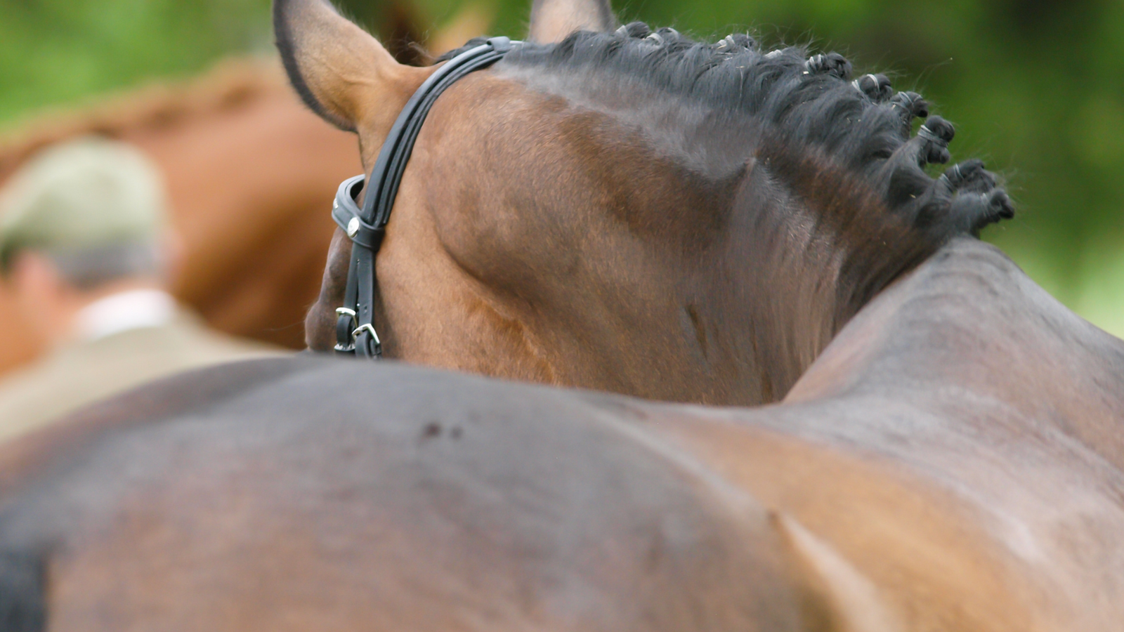 Windpuffs in Horses Identifying, Understanding, and Managing Them