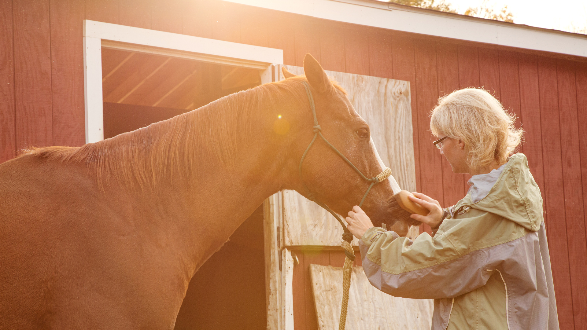 What Is PEMF Therapy For Horses?