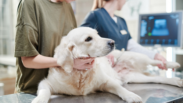 Dog Cancer Symptoms: Key Indicators and Early Detection Strategies