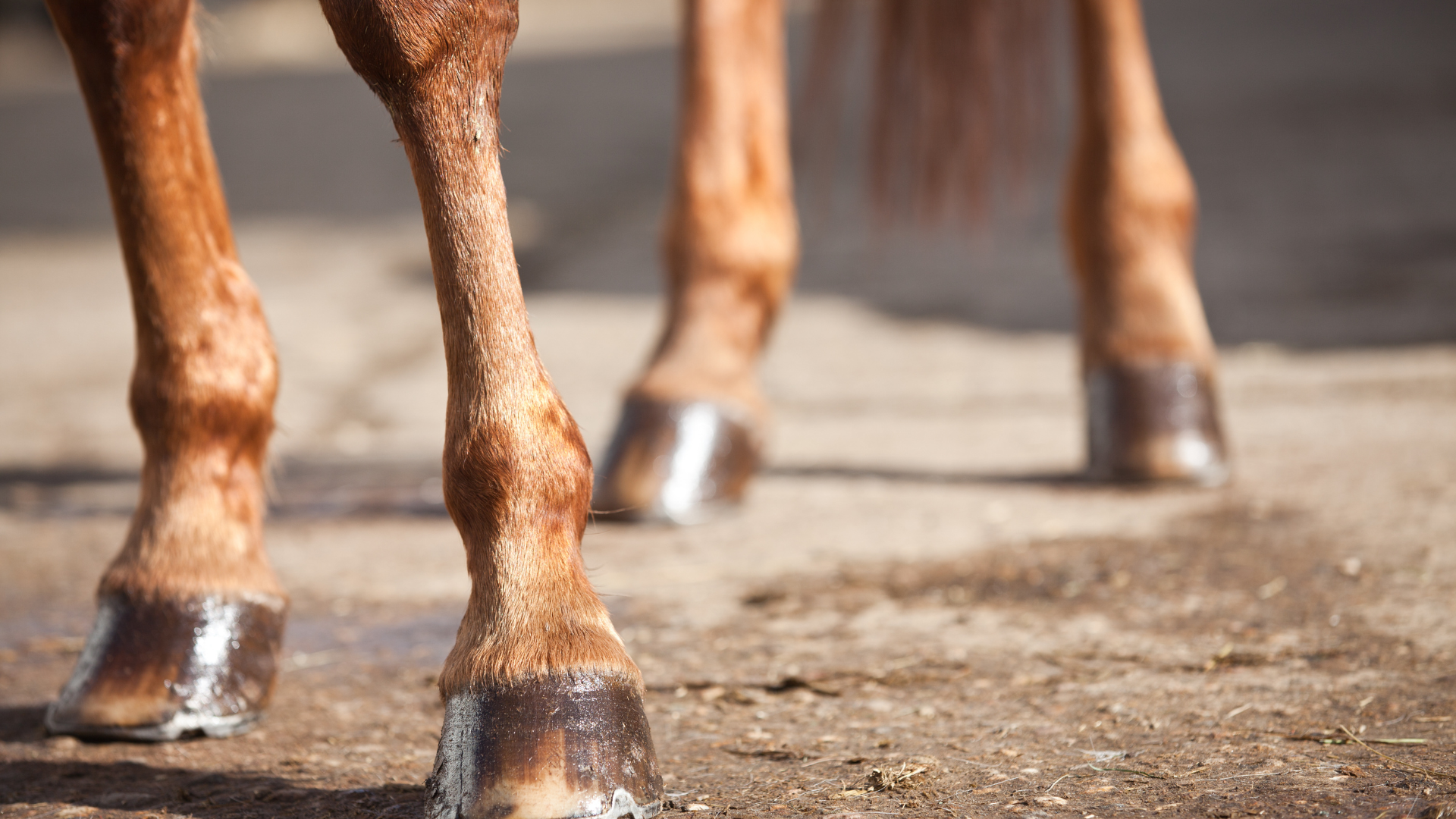 How To Exercise a Horse with Navicular: Effective Techniques and Tips