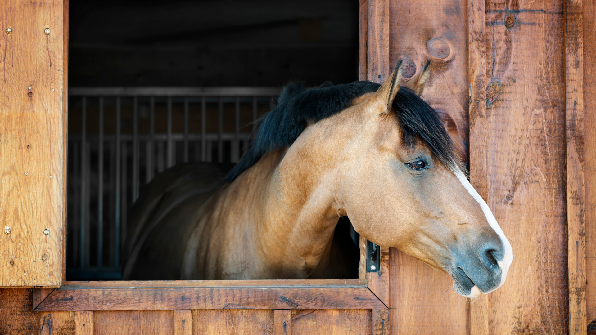 Stalls vs. Pastures for Horses: Pros & Cons